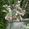 Alho decorativo da Siclia - Allium Siculum