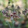 Alho decorativo da Siclia - Allium Siculum