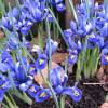 Lrio Reticulado - Iris Reticulata