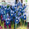 Lírio Reticulado - Iris Reticulata