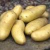 Batata 'Amandine'