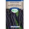 Feijão rasteiro 'Purple Queen'