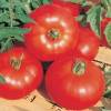 Tomate Marmande VR