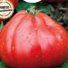 Tomate 'Liguria'