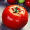 Tomate 'Fandango hybride F1'
