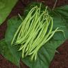 Feijo-verde ano mangetout 'Dominal'