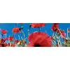 Poster Coquelicot