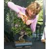 Tesoura para Bonsai - S36 - Fiskars