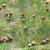 Rede de Colheita de frutos do pomar - 4 x 6 m
