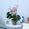 Planta Artificial - Antrio Rosa - MICA
