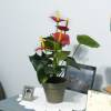 Planta Artificial - Antrio Vermelho - MICA