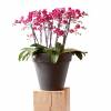 Pure Round  D80 cm A71 cm  Antracite  Elho