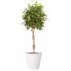 Pure Straight Round  D80 A86  Branco  Elho
