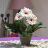 Planta Artificial - Gerbera Creme - MICA