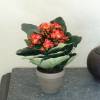 Planta Artificial - Kalanchoe Laranja - MICA