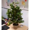 Planta Artificial - Ficus exotica - MICA