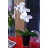 Planta Artificial - Phalaenopsis Branco - MICA