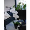 Planta Artificial - Phalaenopsis Branco - MICA