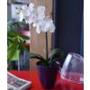 Planta Artificial - Phalaenopsis Branco - MICA