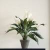 Planta Artificial - Spathiphyllum Branco - MICA