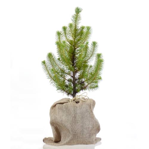Árvores de Natal - Pinheiro-manso em vaso bolsa