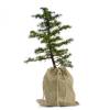 rvores de Natal - Cedro do Atlas em vaso +bolsa