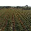 Desmatamento, Limpeza florestal