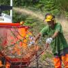 Desmatamento, Limpeza florestal