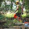 Desmatamento, Limpeza florestal