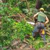 Desmatamento, Limpeza florestal