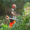 Desmatamento, Limpeza florestal
