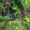 Desmatamento, Limpeza florestal