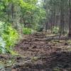 Desmatamento, Limpeza florestal