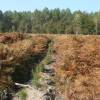 Limpeza das plantaes florestais jovens