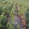 Limpeza das plantaes florestais jovens