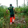 Limpeza das plantaes florestais jovens