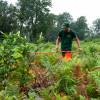 Limpeza das plantaes florestais jovens