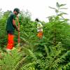 Limpeza das plantaes florestais jovens