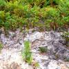 Limpeza das plantaes florestais jovens