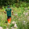 Limpeza das plantaes florestais jovens