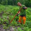 Limpeza das plantaes florestais jovens