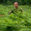 Limpeza das plantaes florestais jovens