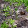Limpeza das plantaes florestais jovens
