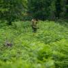 Limpeza das plantaes florestais jovens