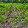 Limpeza das plantaes florestais jovens