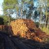 Gestionrio florestal profissional (GFP)