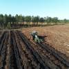 Lavoura florestal