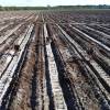 Plantao florestal
