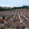 Plantao florestal