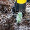 Plantao florestal